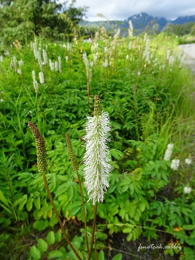 家の周りの花達 追記2件_d0356844_03384805.jpg