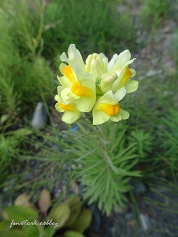 家の周りの花達 追記2件_d0356844_03401185.jpg