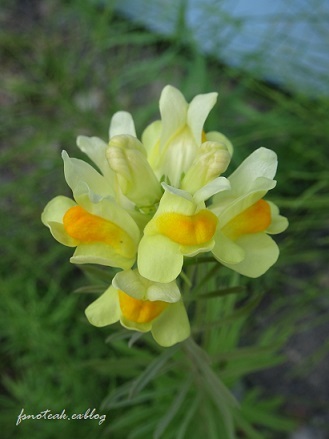 家の周りの花達 追記2件_d0356844_03404766.jpg