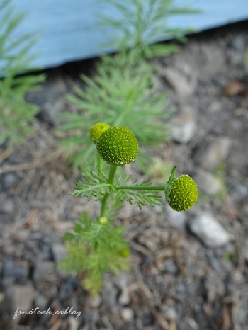 家の周りの花達 追記2件_d0356844_03420757.jpg