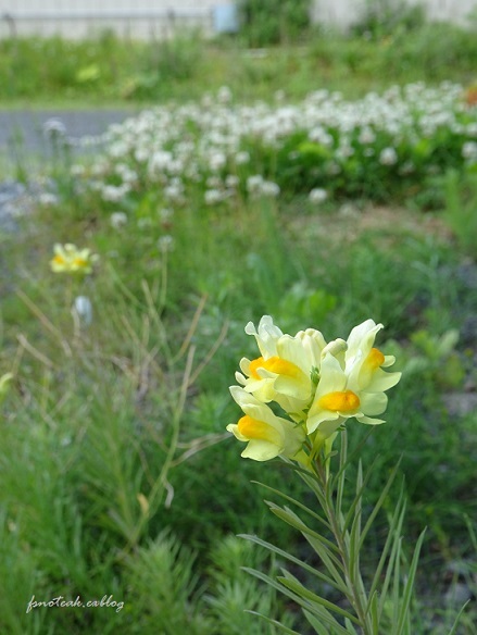 家の周りの花達 追記2件_d0356844_03435718.jpg