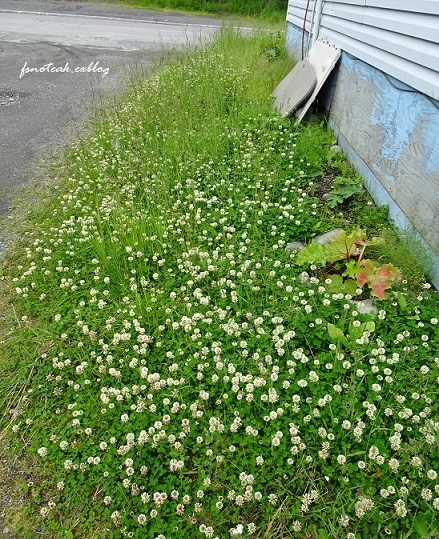 家の周りの花達 追記2件_d0356844_03451800.jpg