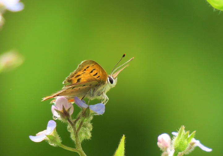 庭の虫たち 私のハッピータイム 庭の虫たち 私のハッピータイム