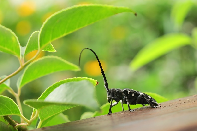 庭の虫たち 私のハッピータイム 庭の虫たち 私のハッピータイム