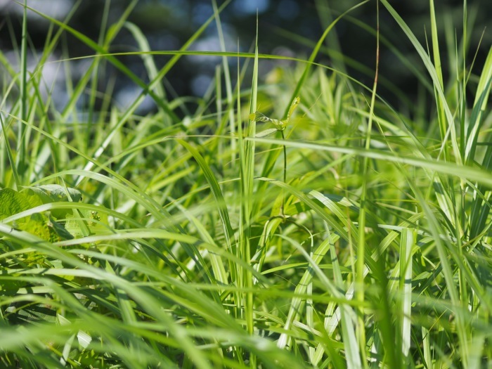 7月の草むら 週末は瀬音を聞きながら