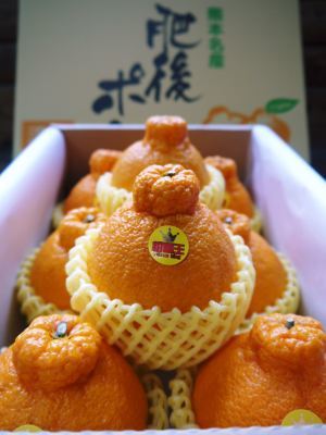 デコポン(肥後ポン) 摘果&玉吊り作業と徒長枝の摘枝作業 _a0254656_15295192.jpg