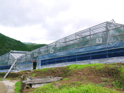 デコポン(肥後ポン) 摘果&玉吊り作業後の成長の様子を現地取材(2020)_a0254656_15322569.jpg