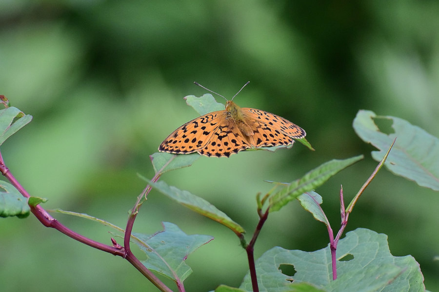 只今高原、ヒョウモン類真っ盛り(2020/07/19)群馬遠征①_2_d0387460_17331167.jpg