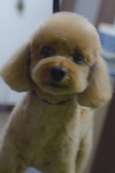 福ちゃんからのご紹介(^^♪_b0347262_09235739.jpg