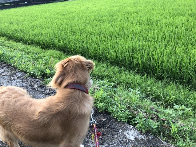 純白。_a0394574_07471413.jpeg