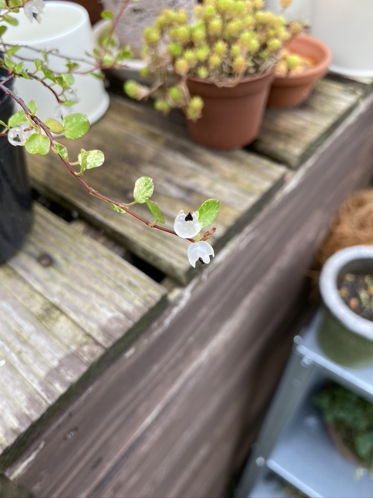 ワイヤープランツの花なの実なの Crosse 便り