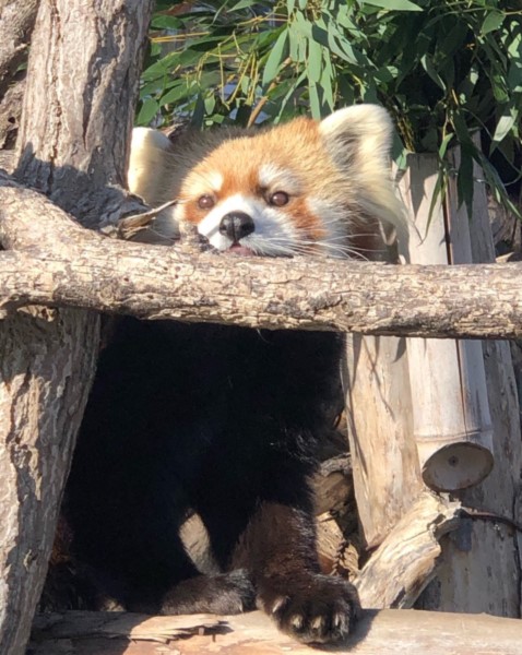 自分用覚書 動物園での過失事故まとめ その2 ハープの徒然草 自分用覚書 動物園での過失事故まとめ その2 ハープの徒然草
