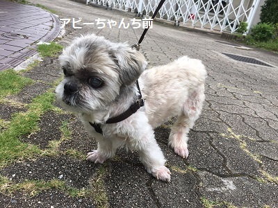 王子の水飲み場。_f0372998_19410312.jpg