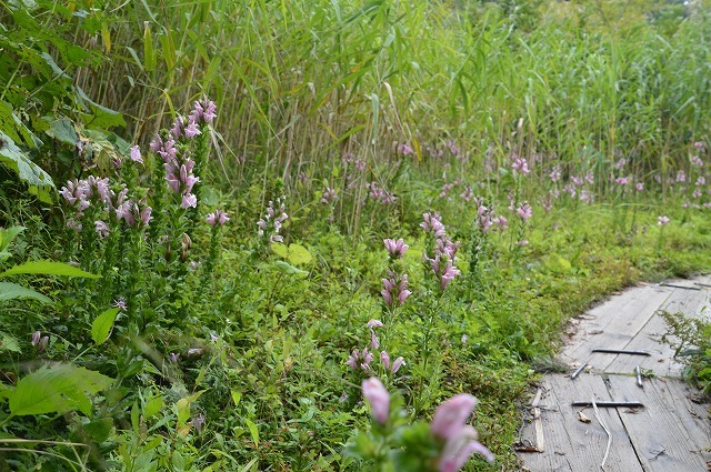 2018年9月14日 雨飾山登山① オニシオガマなど_c0124100_12390590.jpg