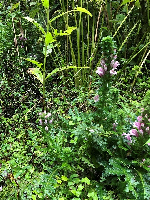 2018年9月14日 雨飾山登山① オニシオガマなど_c0124100_12392280.jpg