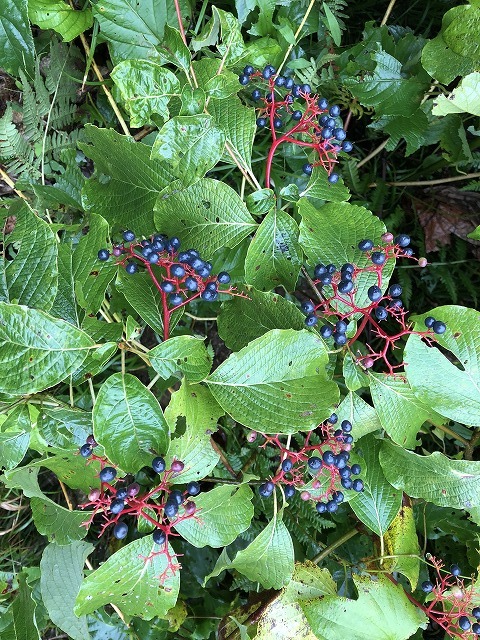 2018年9月14日 雨飾山登山① オニシオガマなど_c0124100_12394060.jpg