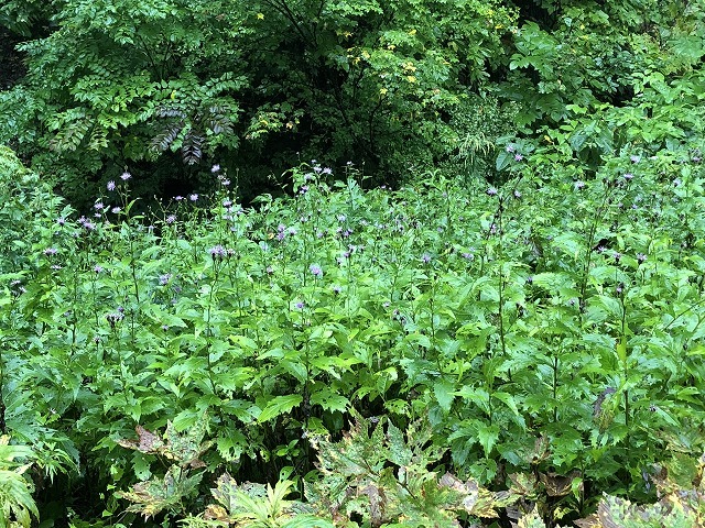 2018年9月14日 雨飾山登山① オニシオガマなど_c0124100_12395022.jpg