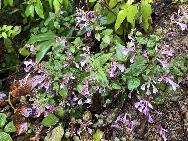2018年9月14日 雨飾山登山① オニシオガマなど_c0124100_12395669.jpg