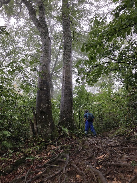 2018年9月14日 雨飾山登山① オニシオガマなど_c0124100_12400058.jpg