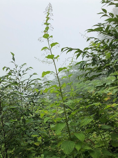 2018年9月14日 雨飾山登山① オニシオガマなど_c0124100_13175859.jpg