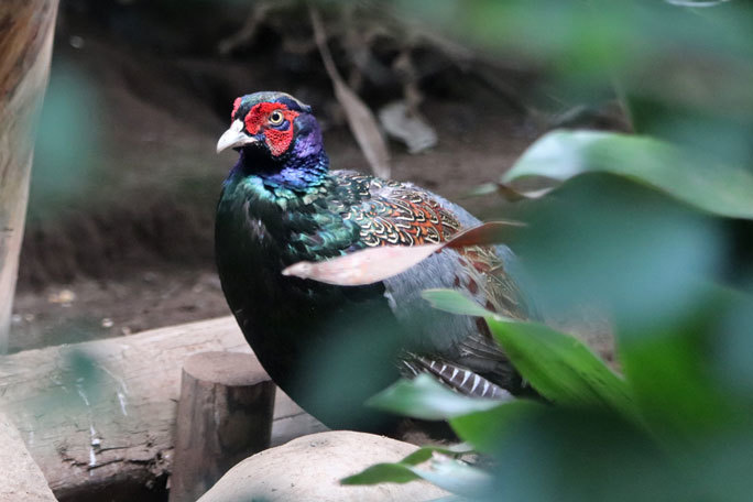 井の頭の鳥たち～オオコノハズクの子供たちとニホンキジ一家（August 2019）_b0355317_12265744.jpg