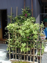 テッセンが咲いていた庭_d0206920_08543723.jpg