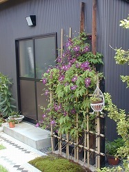 テッセンが咲いていた庭_d0206920_08543738.jpg