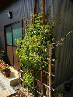 テッセンが咲いていた庭_d0206920_09493385.jpg