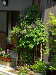 テッセンが咲いていた庭_d0206920_09535379.jpg