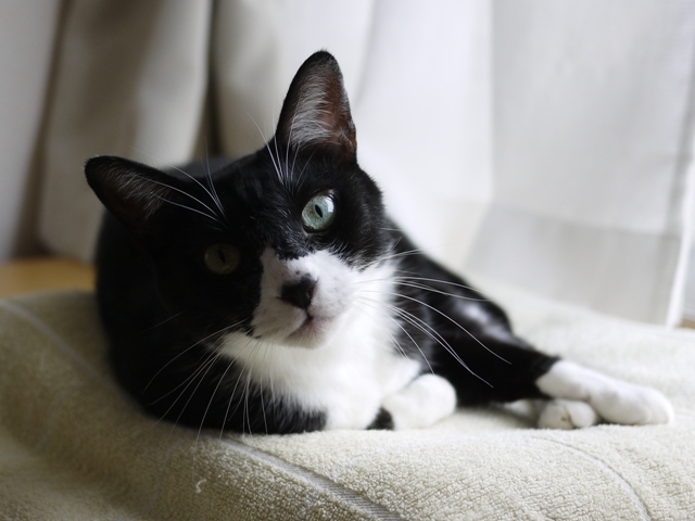 猫のお留守番 ごまちゃん編 ゆきねこ猫家族 猫のお留守番 ごまちゃん編 ゆきねこ猫家族