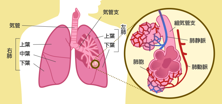 ちょっと肺の話 Hannブログ クライミングジム 攀 ハン