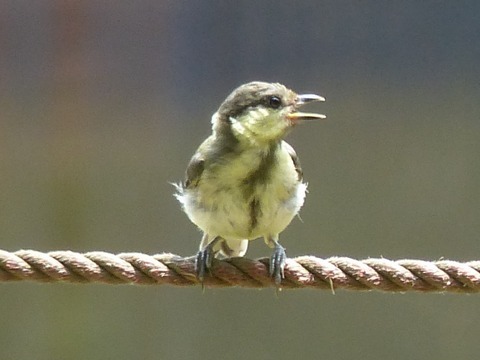 シジュウカラ（雛）_c0026142_09454967.jpg