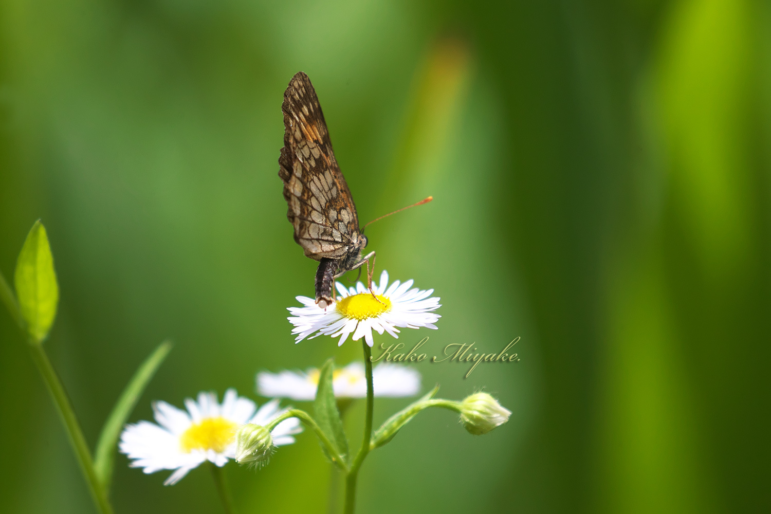 ウスイロヒョウモンモドキ（ Melitaea protomedia protomedia ） ★★★★★絶滅危惧種IA類_d0013455_07004327.jpg