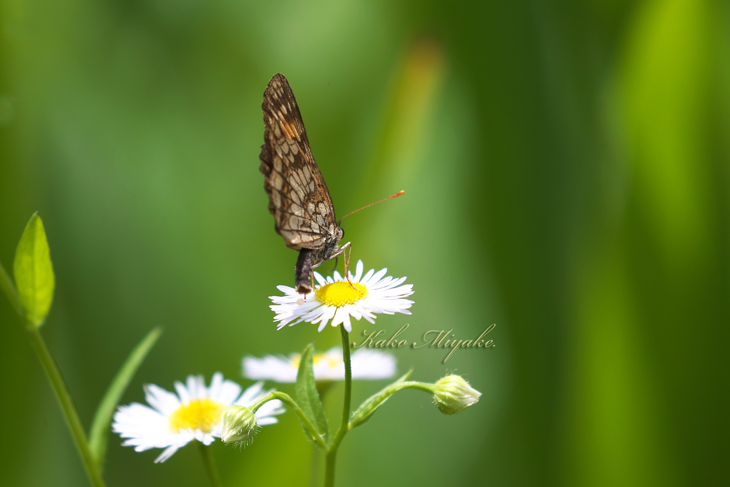 ウスイロヒョウモンモドキ（ Melitaea protomedia protomedia ） ★★★★★絶滅危惧種IA類_d0013455_07004969.jpg