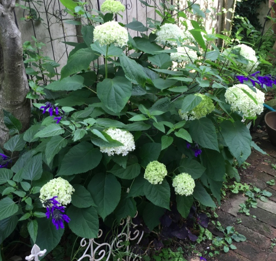 アナベル版 挿し木と育て方の一年 Mayumin S Rose Garden Table 小さな秘密の花園で