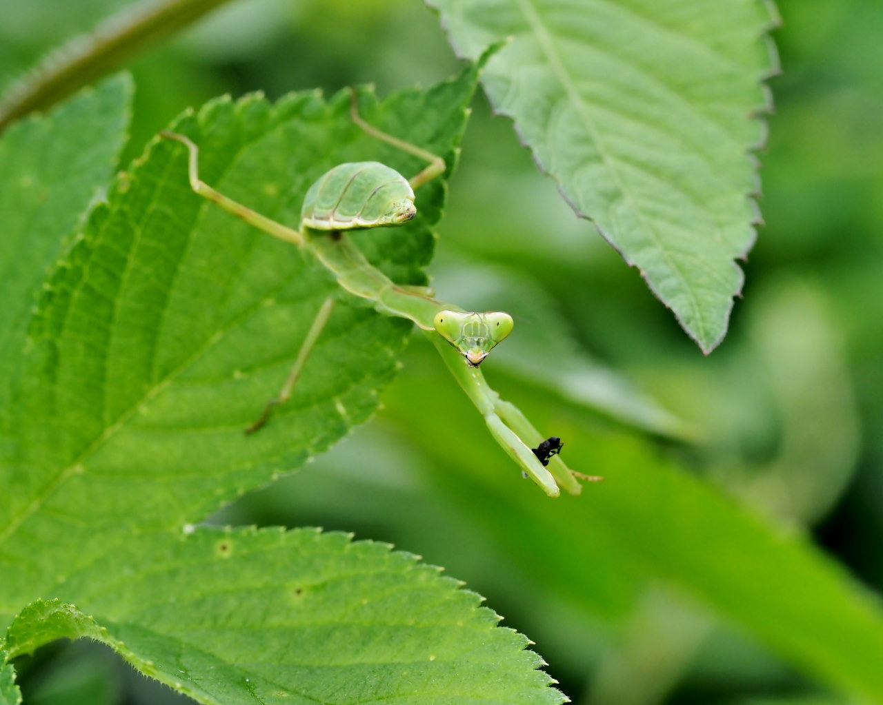 雨のやみ間に 花・虫・蛙_c0305565_17415504.jpg