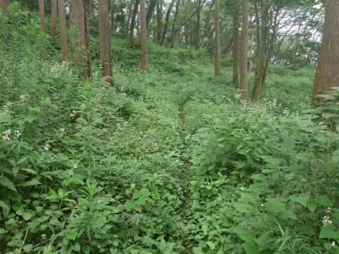 下草に覆われたヤマザクラの苗木救出：7・24六国見山臨時（上）_c0014967_06354670.jpg