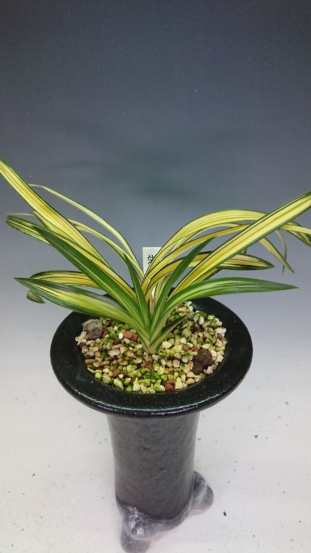 春蘭 韓国春蘭 新羅 韓国春蘭 新羅 : 蘭万園日記 韓国春蘭 新羅