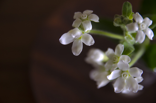 ♡_b0341471_21114189.jpg