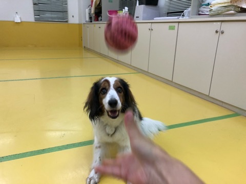 トレーニングブログ_f0357682_20402510.jpeg