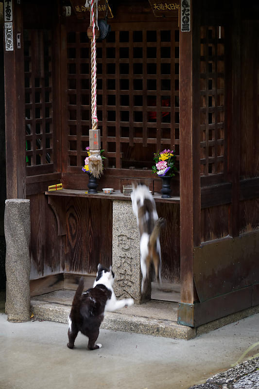 町角ニャンコ・行願寺のニャンコ_f0032011_16223839.jpg