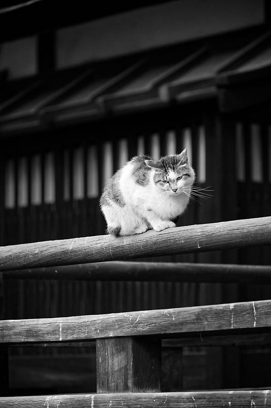 町角ニャンコ・行願寺のニャンコ_f0032011_16223881.jpg