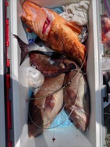 根魚~アカムツのリレー_f0031613_22143866.jpg