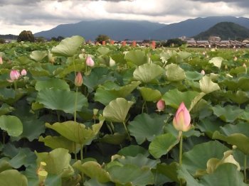 金剛山の向こう側(岡)_f0354314_20413176.jpg