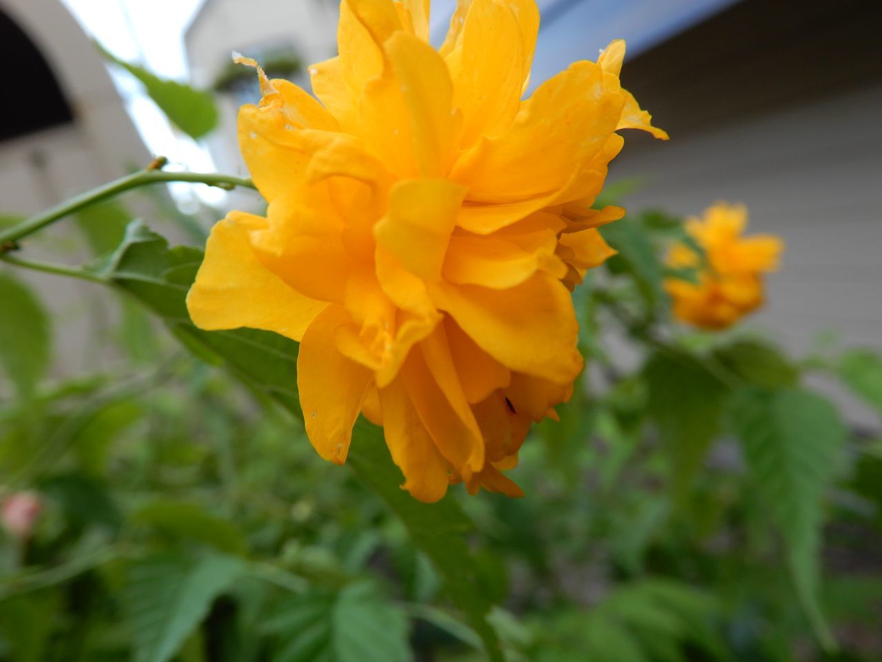夏日にはなるがなんとなく寒い日々_c0025115_22371474.jpg