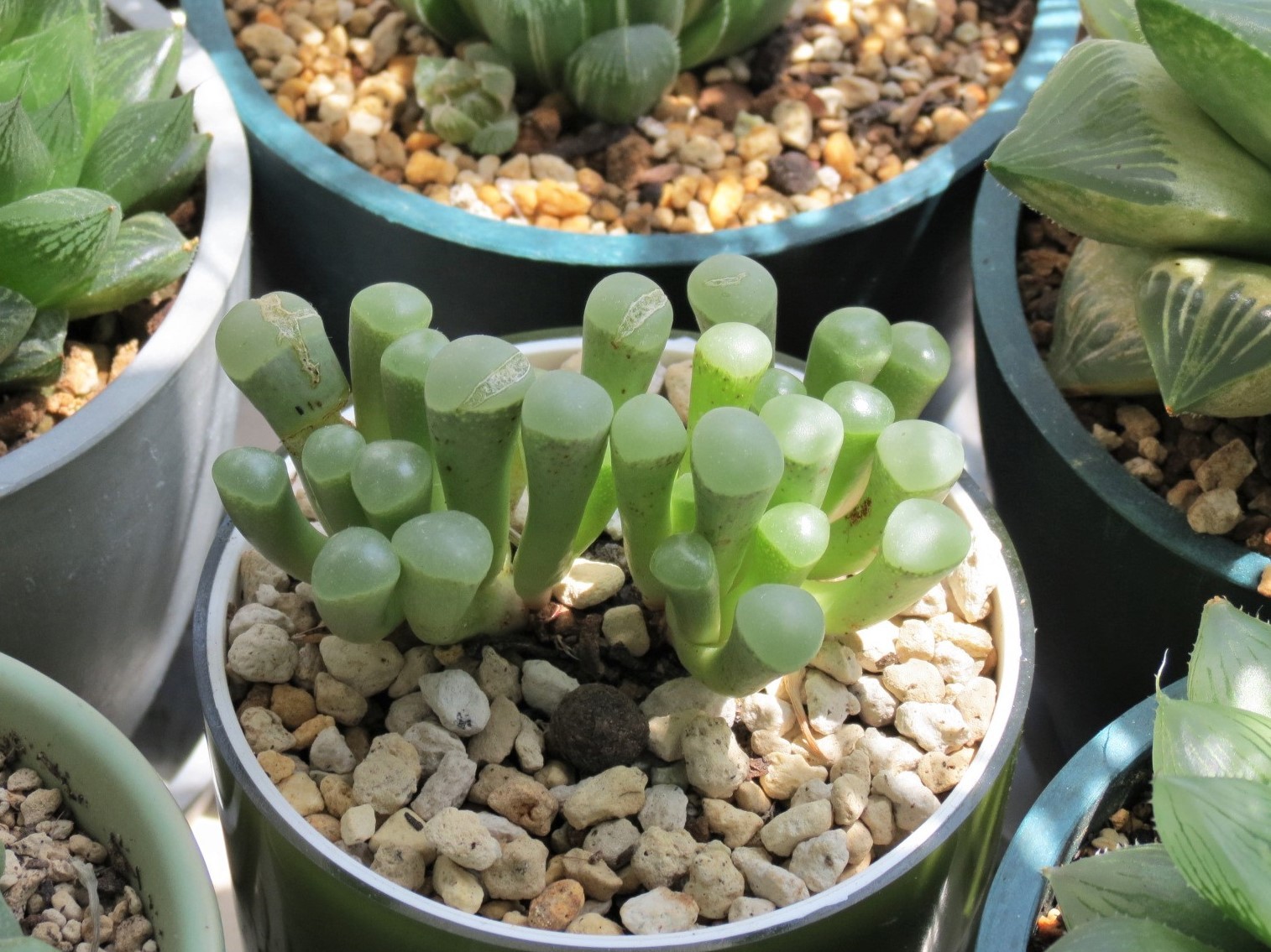 日を浴びる多肉植物 五十鈴玉 あるまじろの庭 日を浴びる多肉植物 五十鈴玉 あるまじろの庭