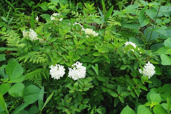 ノリウツギ ボブシェル 花卉植栽備忘録