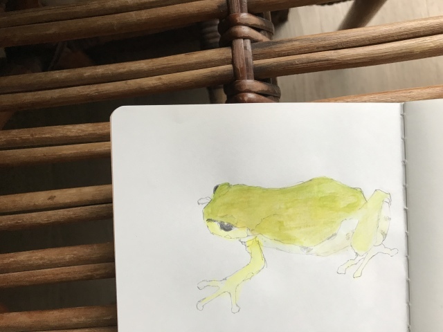 カエルスケッチに励む、と、様々なハテナ_d0101846_06285669.jpeg