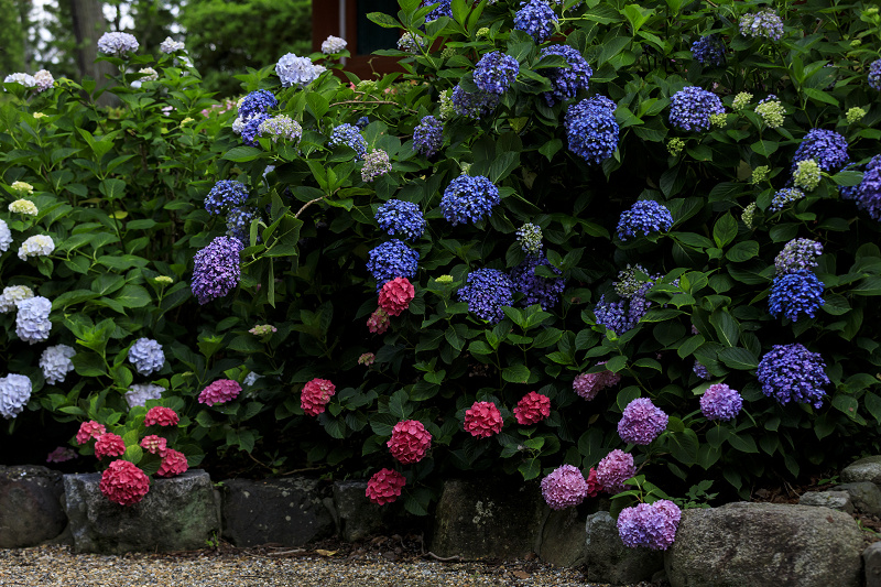 紫陽花咲く久米寺と近畿日本鉄道_f0155048_2349254.jpg