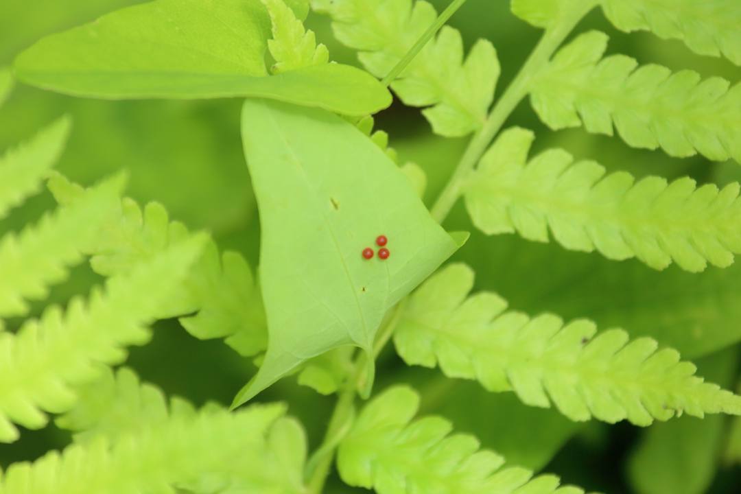 ボロボロの蝶_e0403850_21023832.jpg